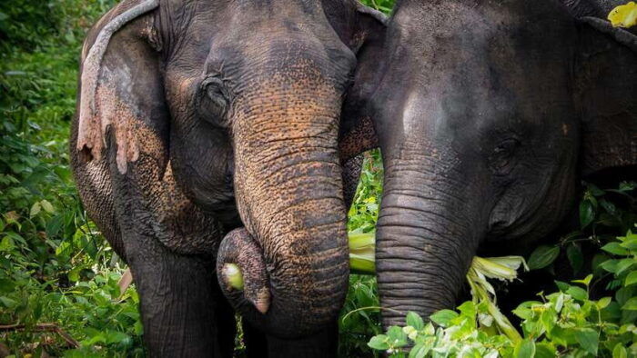 Phuket Elephant Sanctuary: Half-Day With Vegetarian Meal - Positive Guest Testimonials and Ratings
