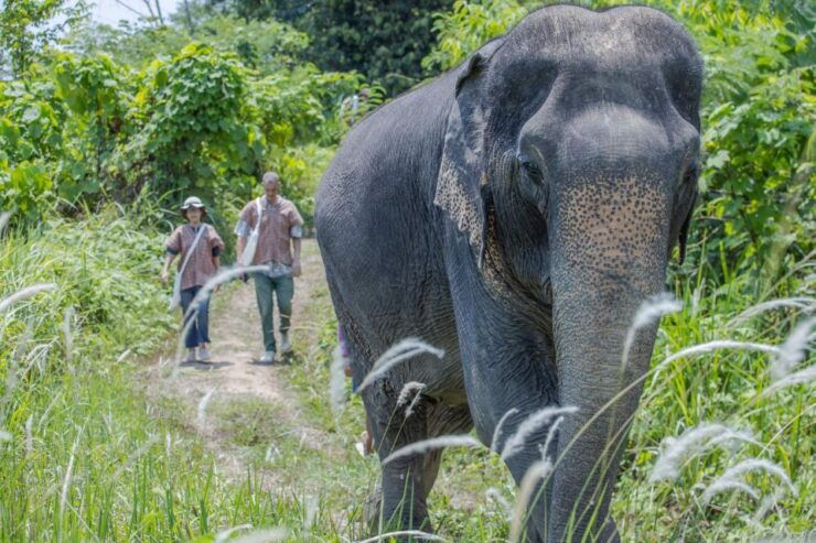 Phuket: Elephant Sanctuary Small Group Tour - Activity Duration and Pickup Details