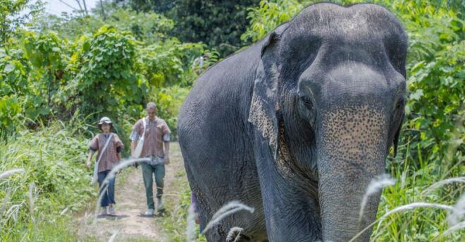 Phuket: Elephant Sanctuary Small Group Tour - Experience With the Elephants