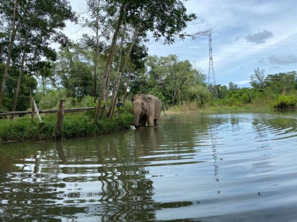 Phuket: Elephant Sanctuary Small Group Tour - Common Questions