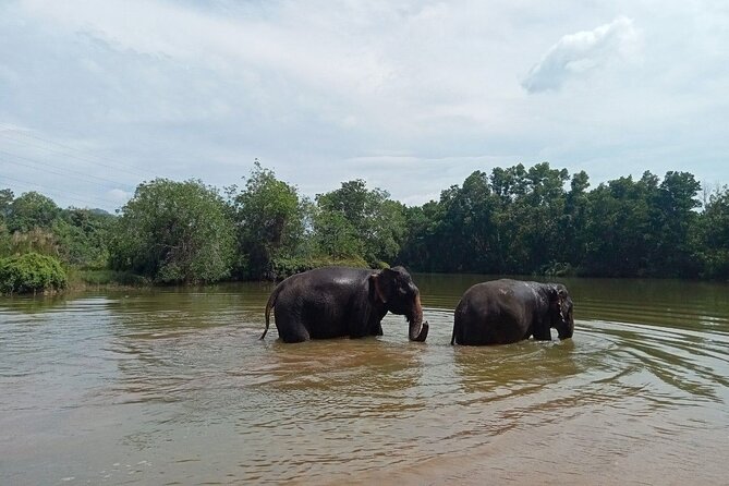 Phuket: Elephant Sanctuary Small Group Tour - Tour Details and Logistics