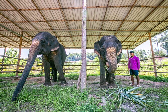 Phuket: Elephant Sanctuary Small Group Tour - Elephant Experience Highlights