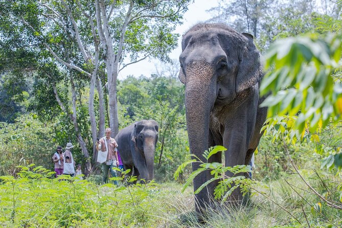 Phuket: Elephant Sanctuary Small Group Tour - The Sum Up
