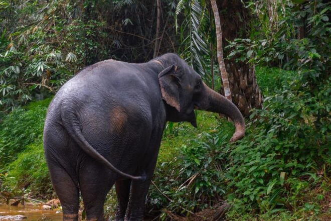Phuket: Elephant Sanctuary Small Group Tour in Khaolak - Highlights of the Tour