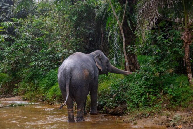 Phuket: Elephant Sanctuary Small Group Tour in Khaolak - Itinerary and Additional Information