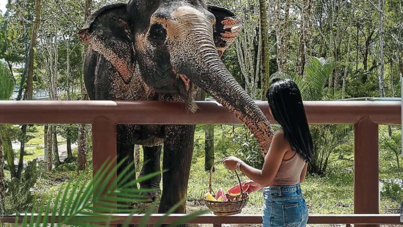 Phuket: Elephant Sanctuary Tour - Canopy Walk & Feeding - Introduction