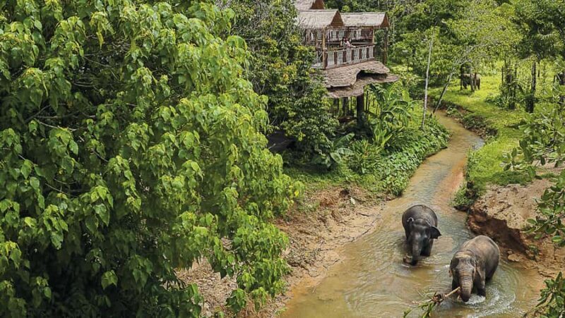 Phuket: Elephant Sanctuary Tour - Canopy Walk & Feeding - What to Expect on the Tour