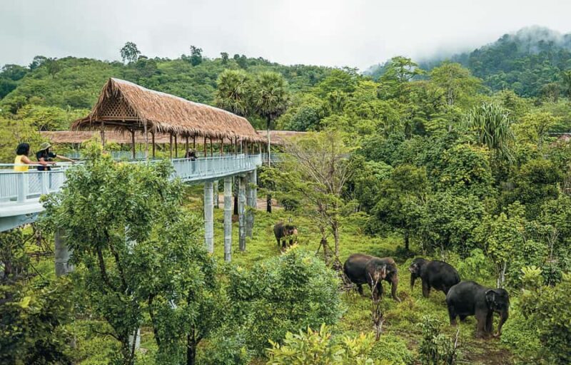 Phuket: Elephant Sanctuary Tour - Canopy Walk & Feeding - Final Thoughts