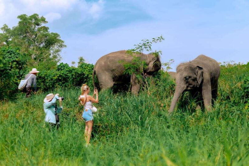 Phuket: Elephant Sanctuary Tour With Pickup & Optional Lunch - Good To Know