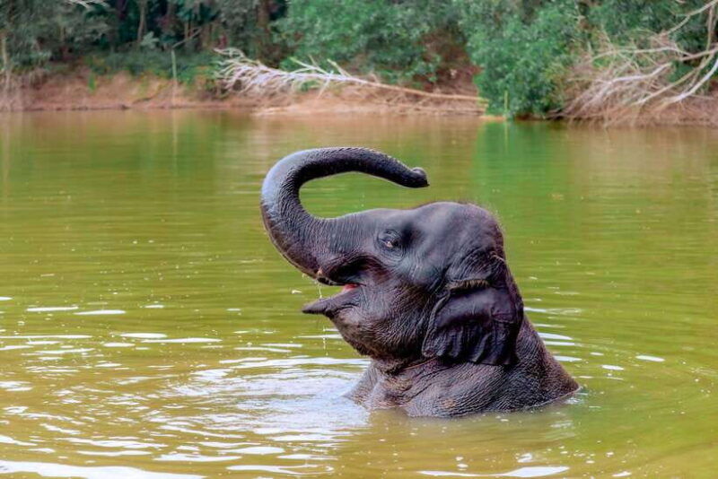 Phuket: Elephant Sanctuary Tour With Pickup & Optional Lunch - Itinerary and Activities