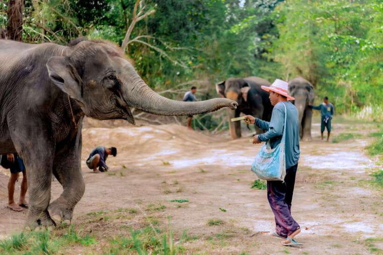 Phuket: Elephant Sanctuary Tour With Pickup & Optional Lunch - Transportation and Guide
