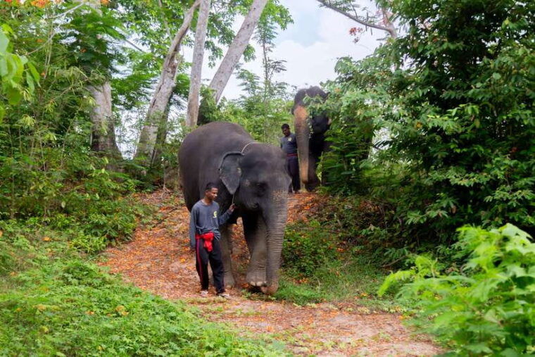 Phuket: Elephant Sanctuary Tour With Pickup & Optional Lunch - Guest Reviews and Ratings