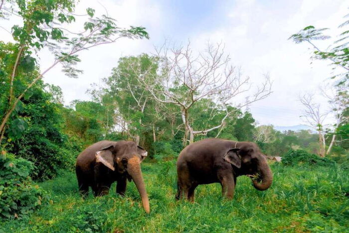 Phuket: Elephant Sanctuary Tour With Pickup & Optional Lunch - Immersive Forest Exploration