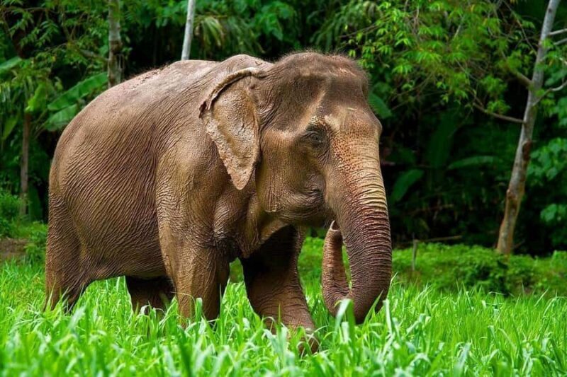 Phuket: Elephant Sanctuary Visit - Cooking Class & Lunch - Good To Know