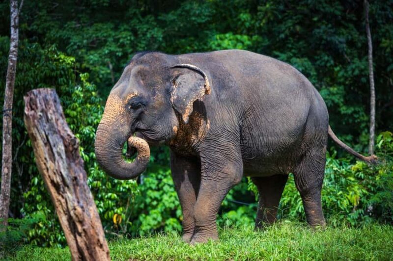 Phuket: Elephant Sanctuary Visit - Cooking Class & Lunch - FAQ