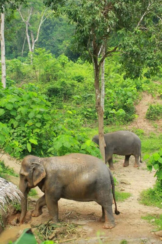 Phuket: Elephant Sanctuary Visit with Mud Spa & Workshop - Good To Know
