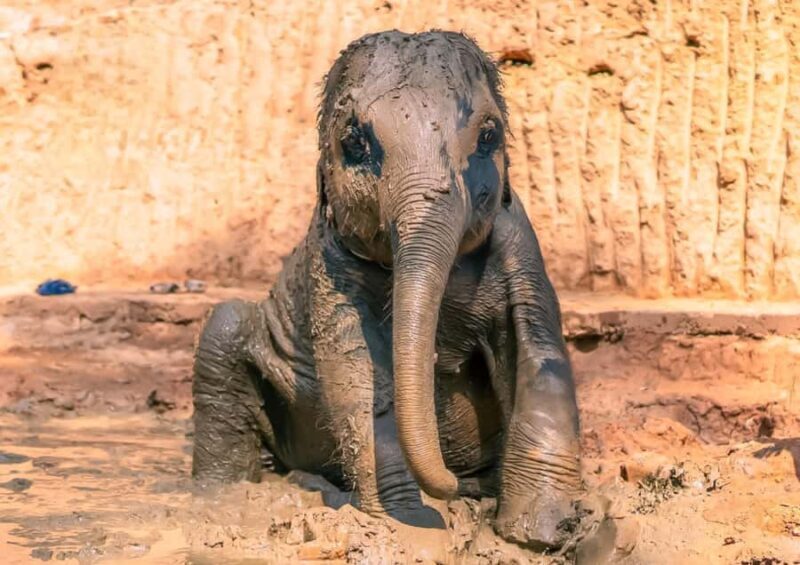 Phuket: Elephant Sanctuary Visit with Mud Spa & Workshop - What to Expect and Practical Tips