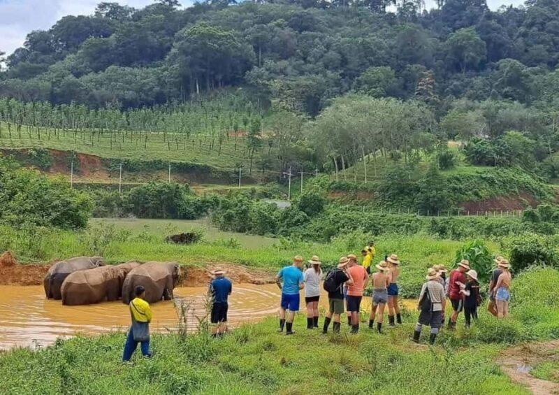 Phuket: Elephant Sanctuary Visit with Mud Spa & Workshop - Authentic Insights from Reviewers