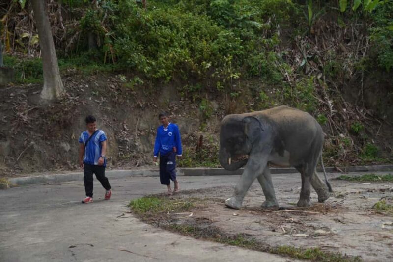 Phuket: Elephant Sanctuary & Zipline Adventure Combo - A Detailed Breakdown of the Experience