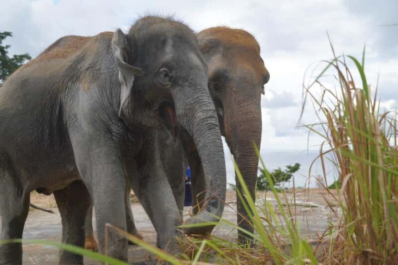 Phuket: Elephant Sanctuary & Zipline Adventure Combo - FAQ