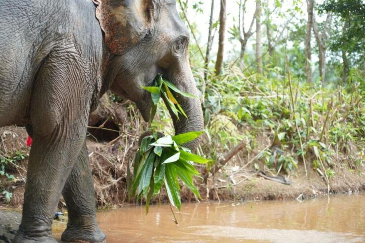 Phuket: Elephant Sanctuary,Cooking Class and Waterfall Tour - Preparation of Dietary Supplements