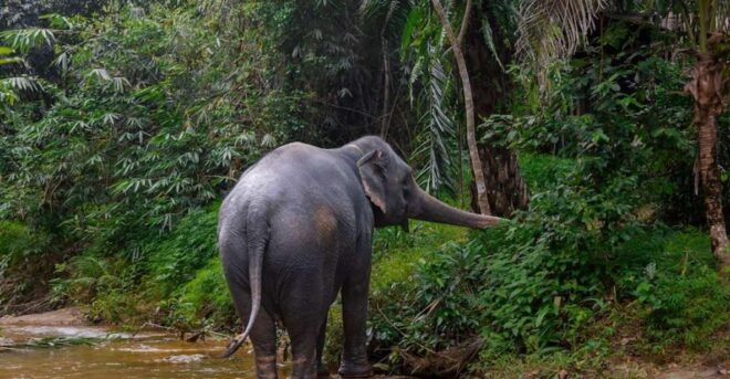 Phuket: Elephant Sanctuary,Cooking Class and Waterfall Tour - Dining With the Elephants