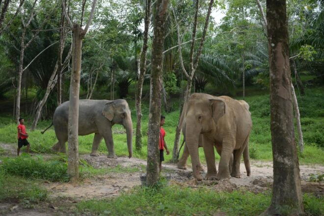 Phuket: Elephant Sanctuary,Cooking Class and Waterfall Tour - Exploring the Waterfall