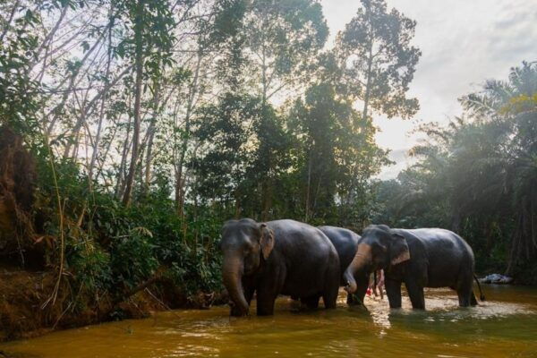 Phuket: Elephant Sanctuary,Cooking Class and Waterfall Tour - Guided Tour and Cooking Class
