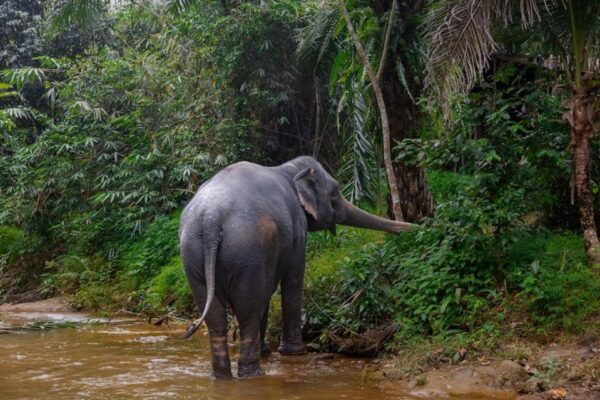 Phuket: Elephant Sanctuary,Cooking Class and Waterfall Tour - Common Questions