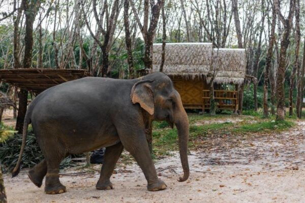 Phuket: Elephant Sanctuary,Cooking Class and Waterfall Tour - The Sum Up