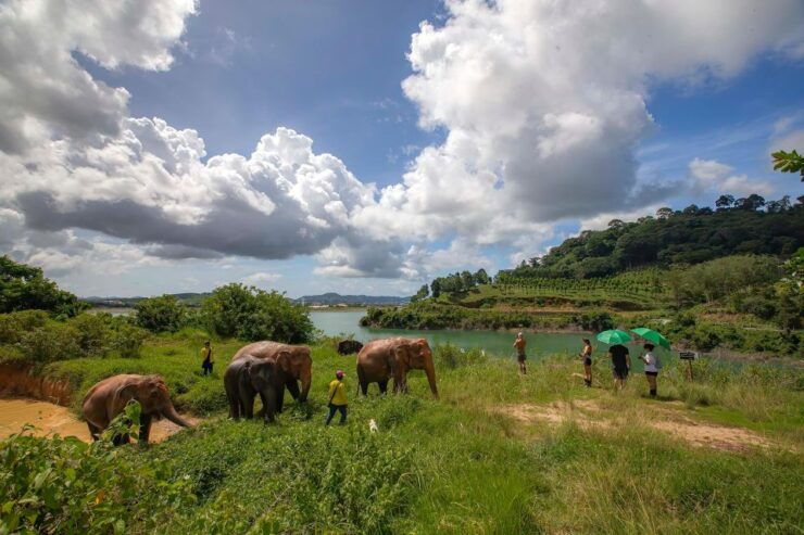 Phuket: Ethical Elephant Nature Park Visit With Lunch - Experience Highlights