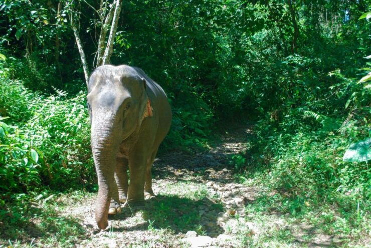Phuket: Ethical Elephant Sanctuary Experience - Experience