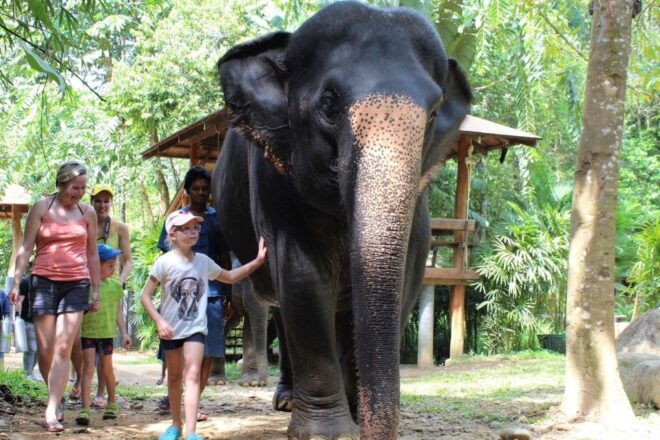 Phuket: Ethical Elephant Sanctuary Experience - Description of the Elephant Sanctuary