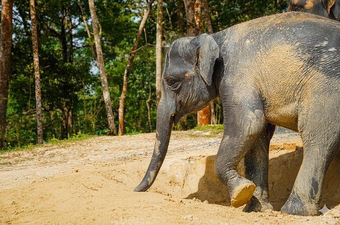 Phuket Ethical Elephant Sanctuary Guided Tour and Hotel Transfers - Final thoughts on the Phuket Ethical Elephant Sanctuary Guided Tour