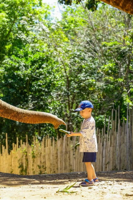 Phuket: Feed and Play With Clifftop Seaview - Understanding Elephant Care