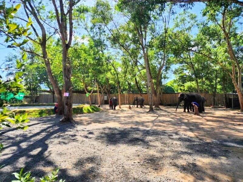 Phuket: Feeding Elephants at Phuket Elephant Care - Itinerary and Experience Details