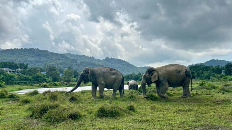 Phuket: Freedom Elephant Reserve - Ethereal Nature Walk - What to Expect from This Nature Walk