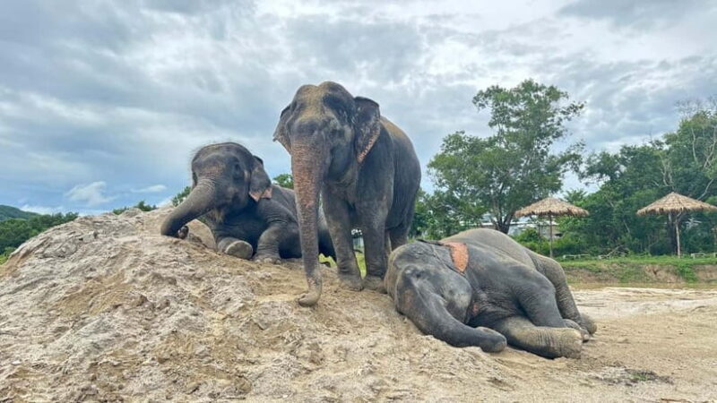 Phuket: Freedom Elephant Reserve - Ethereal Nature Walk - The Practicalities and Value