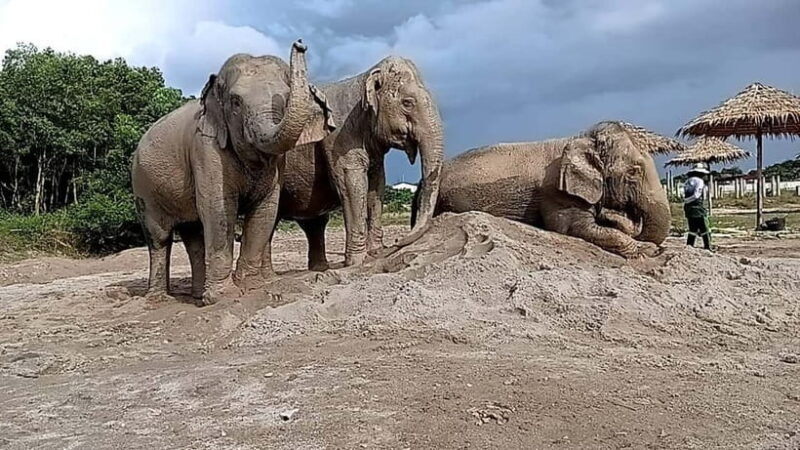 Phuket: Freedom Elephant Reserve - Ethereal Nature Walk - Final Thoughts