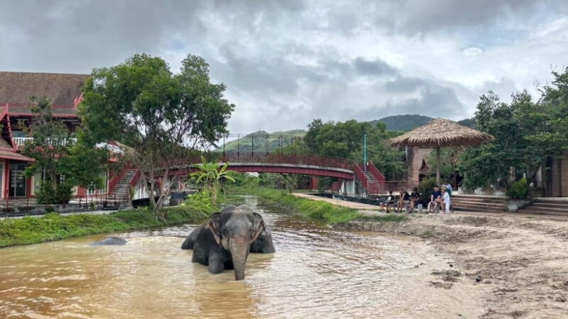 Phuket: Freedom Elephant Reserve - Ethereal Nature Walk - FAQ