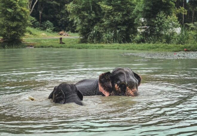Phuket: Full-Day Elephant Explorer at Phuket Elephant Care - Full Description