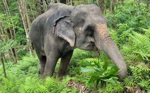 Phuket: Full-Day Elephant Explorer at Phuket Elephant Care - Additional Activities