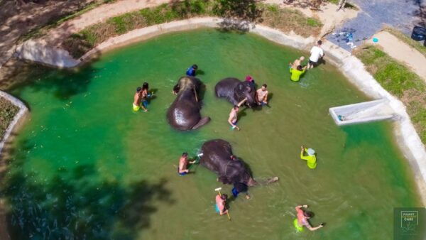 Phuket: Full-Day Elephant Explorer at Phuket Elephant Care - Support for the Elephants