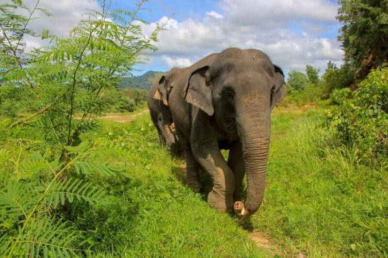 Phuket: Full-Day Ethical Elephant Sanctuary Tour with Lunch - FAQ