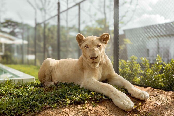 Phuket: Full-Day Tour with Phuket town, Temples, and Adventure - Adventure and Wildlife Encounters