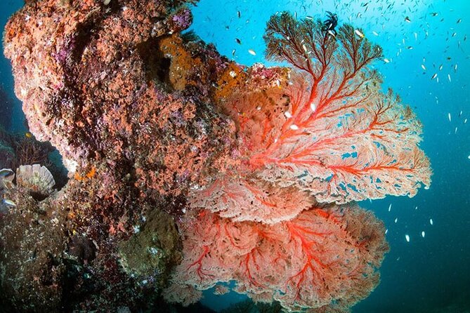 Phuket Full Day Fabulous Snorkeling Spot of Surin Fisherman Village by Speed Boat - Round Trip Transfer and What to Bring