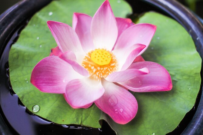 Phuket Giant Water Lilies & Temple Private Tour - Booking and Reservation