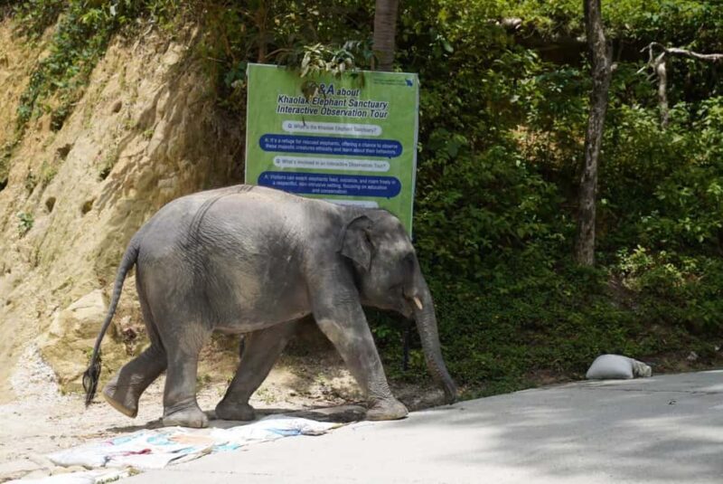 Phuket: Guide Tour to Patong Elephant Sanctuary - An In-Depth Look at the Tour