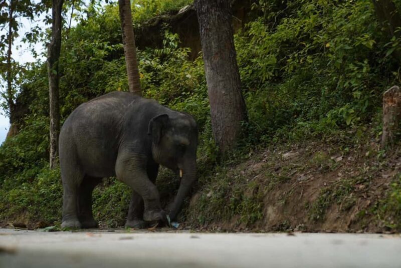 Phuket: Guide Tour to Patong Elephant Sanctuary - Frequently Asked Questions