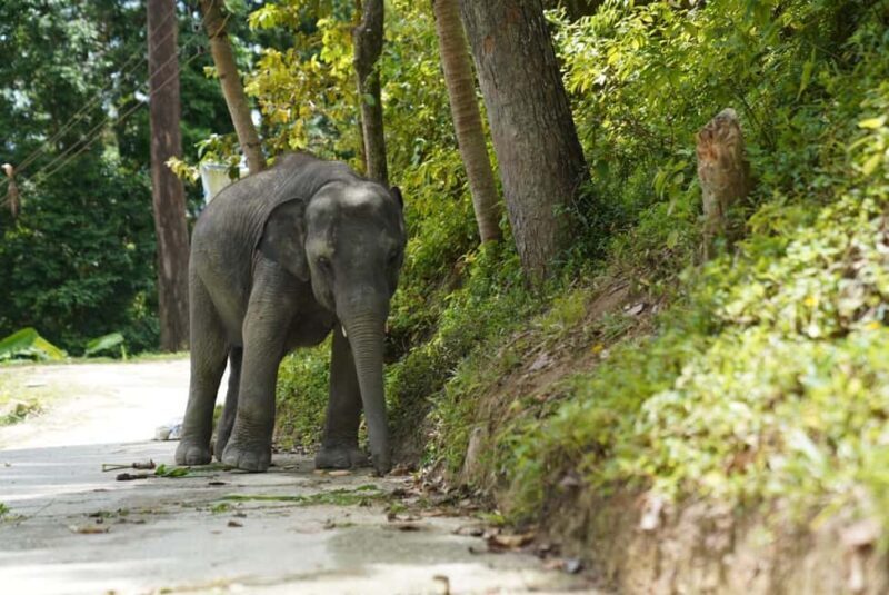 Phuket: Guided Tour to Elephant Sanctuary & Hotel Transfer - FAQs